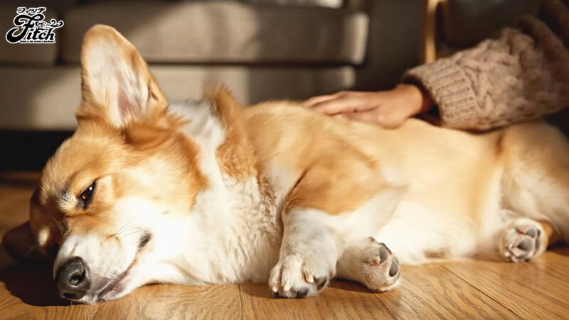 犬目線で美人主人とSEX！私は夫に内緒で従順なペットを飼っています-寂しい巨乳若妻のナマ交尾と飼育愛- 菊乃らん菊乃らん